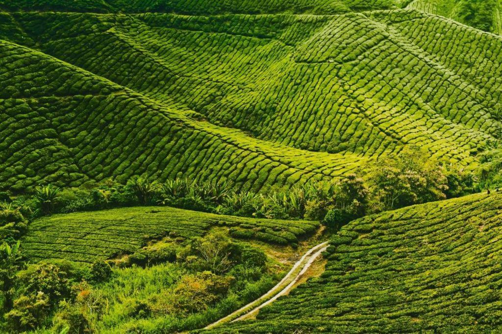 Krs Pines Hotel Cameron Highlands Eksteriør billede
